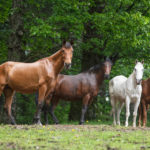 troupeau des chevaux de sang